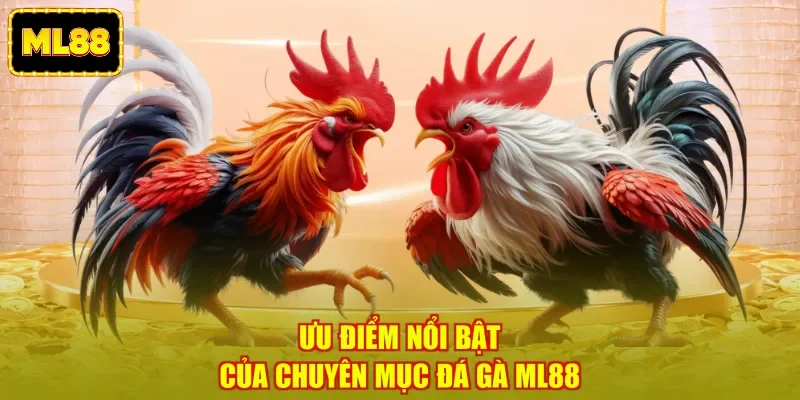 Ưu điểm nổi bật của chuyên mục đá gà ML88
